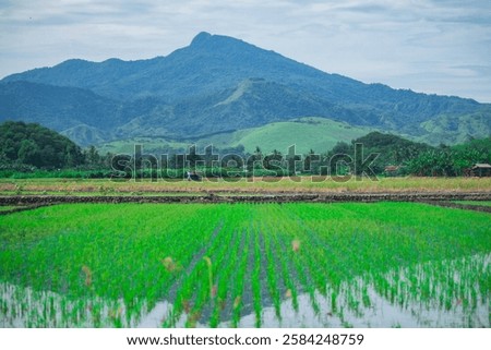 Similar – Image, Stock Photo Vast rice fields vast