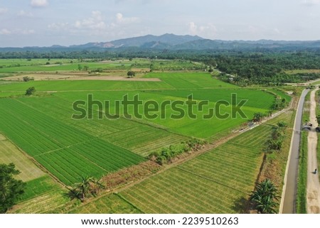 
View of rice fields in one of the villages in Jambi province