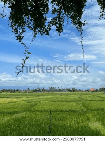 View of rice fields or paddy fields on a sunny day. With some leaves and branches on the top and a cloudy blue sky in the background. A peaceful green scenery in Canggu, Bali Indonesia.