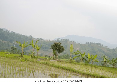 view of rice fields with several banana trees nearby with a misty mountain backdrop - Powered by Shutterstock