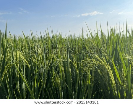 A view of rice fields swept by the wind during the day