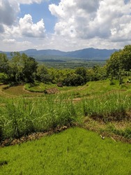 Vista De Campos De Arroz Que No Han Sido Plantados Con Arroz Durante El Día, Ubicación En Wonogiri, Java Central, Indonesia.