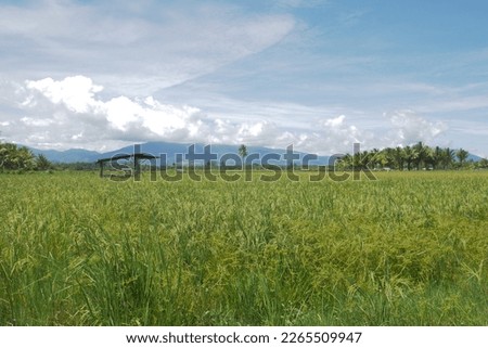 view of rice fields and wato-wato mountains in east halmahera, north moluccas,