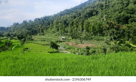 View Of Rice Plants From West Bandung