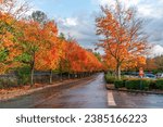 A view of rich color of autumn leaves at Gene Coulong Park in Renton, Washington.