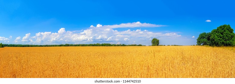 view of ripe golden wheat field by summertime panorama
