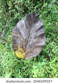 a view of a ripe leaf 