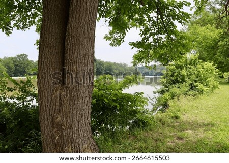 A view of the river though the trees on the shore.