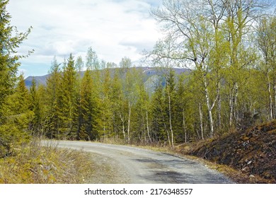 View of a road and green vegetation leading to a secluded area in Nordland. Big green trees surrounding an empty street on the countryside. Deserted woodlands and forest along a concrete pathway