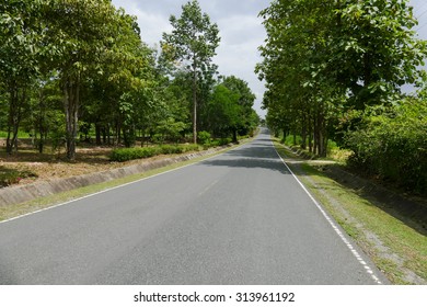view of road and tree in the park