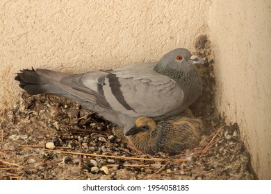 View Of A Rock Pigeon And Its Nestling Sitting In Their Nest