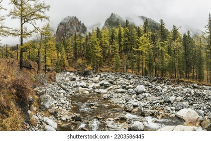 View Of A Rocky Mountain River In The Misty Autumn Forest. Colors Of Nature.