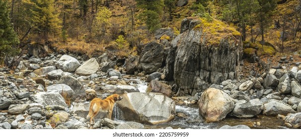 View Of A Rocky Mountain River In The Misty Autumn Forest. Colors Of Nature.