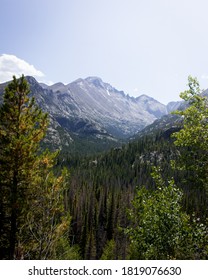 View Of The Rocky Mountains In Colorado Through The Pine Trees On A Sunny, Summer Afternoon.