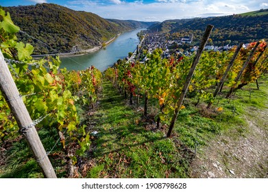 View of Romantic Rhine through vineyards in autumn from Boppard, Germany