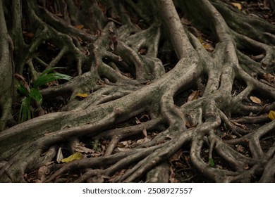 A view of the root system of a strangler fig tree.