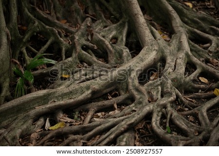 A view of the root system of a strangler fig tree.