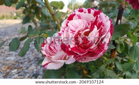 View of the Rosa 'Neil Diamond' (Hybrid Tea Rose), the bi-color rose . It is a large deep pink flowers, adorned with white speckle and stripes, varying from dark raspberry to blush white