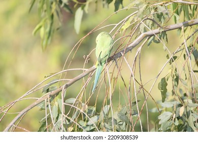 View Of Rose Ringed Parakeet