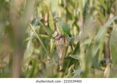 View Of Rose Ringed Parakeet