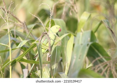 View Of Rose Ringed Parakeet