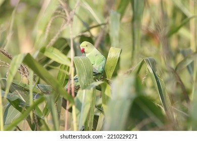 View Of Rose Ringed Parakeet