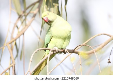 View Of Rose Ringed Parakeet