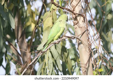 View Of Rose Ringed Parakeet