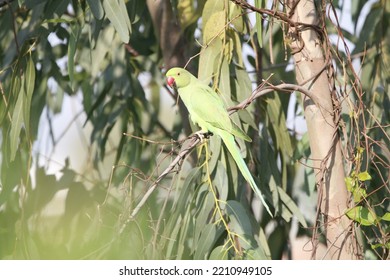 View Of Rose Ringed Parakeet