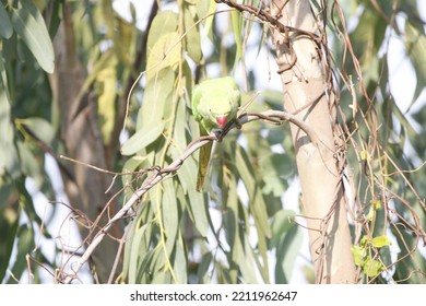 View Of Rose Ringed Parakeet