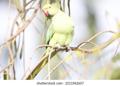 View Of Rose Ringed Parakeet