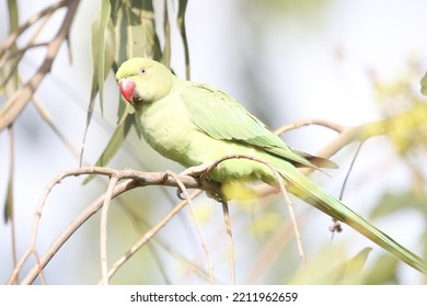 View Of Rose Ringed Parakeet