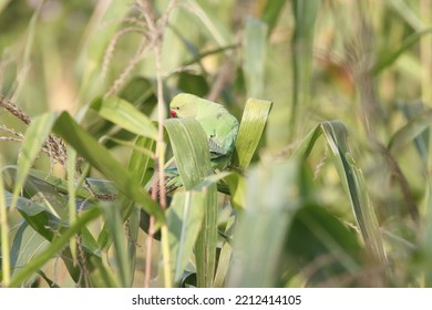 View Of Rose Ringed Parakeet