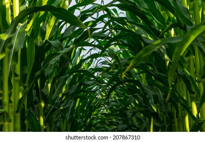 View Of Rows Of Corn Looking Up To Sky.