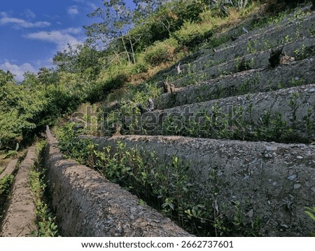 View of rows of parallel cultivation of coca plantation, organic agriculture