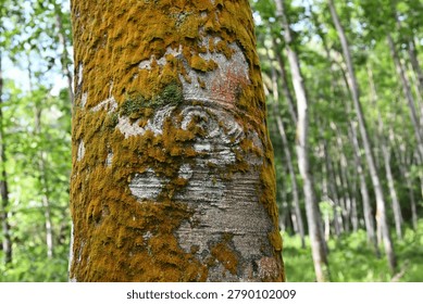 View of a rubber tree bark surface with the growing green moss along with orange algae (Trentepohlia), and white lichen