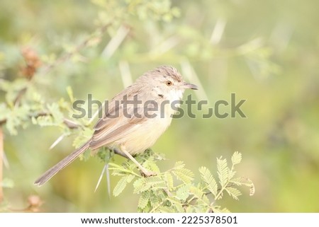 View of Rufous Fronted Prinia