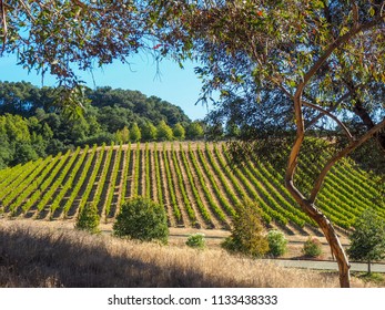 View Of Russian River Valley Vineyards