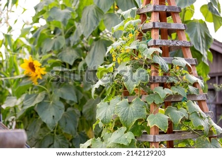 A view of a rustic farm country garden landscape of sunflowers, trellis, and climbing ivy.