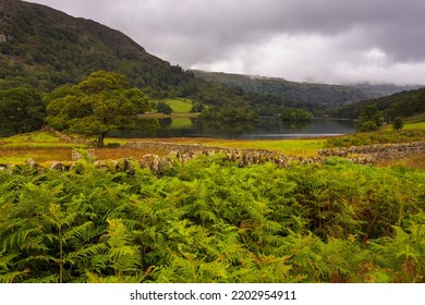 View Of The Rydal Water Area With, Lake In The Central Part Of The English Lake District, Between Grasmere And Ambleside In The Rothay Valley. UK.