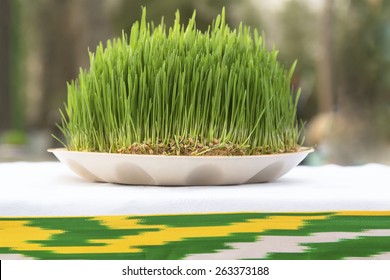 View Of Sabzeh - Sprouted Wheat Germ Symbolized Rebirth For Nowruz Celebration 