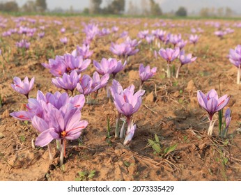 View Of Saffron Field In Pampore Area Of Kashmir.