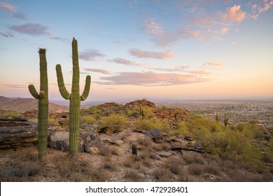 View Of  Saguaro Cactus And Downtown Phoenix Arizona At Sunrise