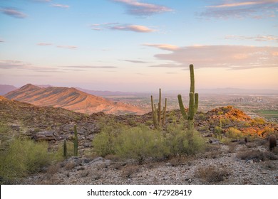 View Of  Saguaro Cactus And Downtown Phoenix Arizona At Sunrise