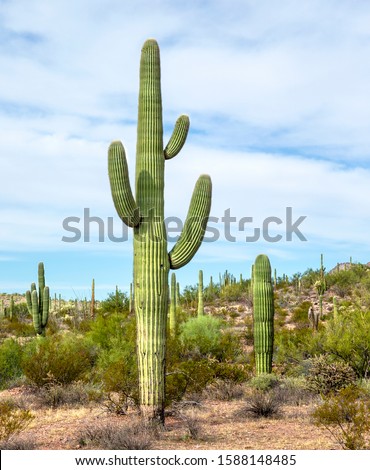 A view of Saguaro Cactus in Organ Pipe Cactus National Monument, Southern Arizona