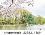 View of the sakura cherry blossoms in full bloom, Shakujii Park, Tokyo, Japan