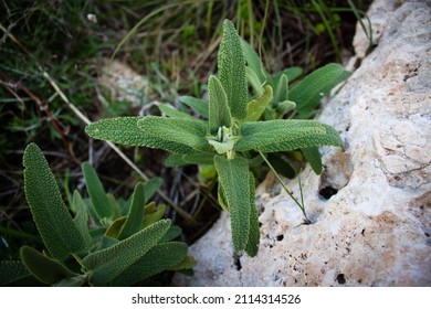 View Of Salvia Officinalis Plant On Field. Also Known As Common Sage. It Is A Perennial, Evergreen Subshrub. 