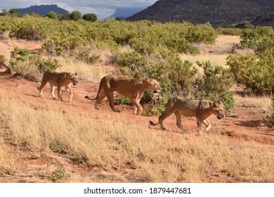 View Of Samburu National Reserve, Kenya