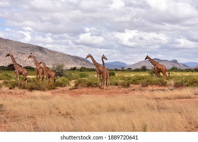 View Of Samburu National Reserve, Kenya