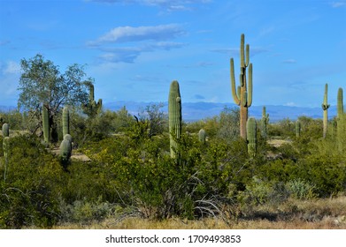 View From San Tan Mountains Regional Park